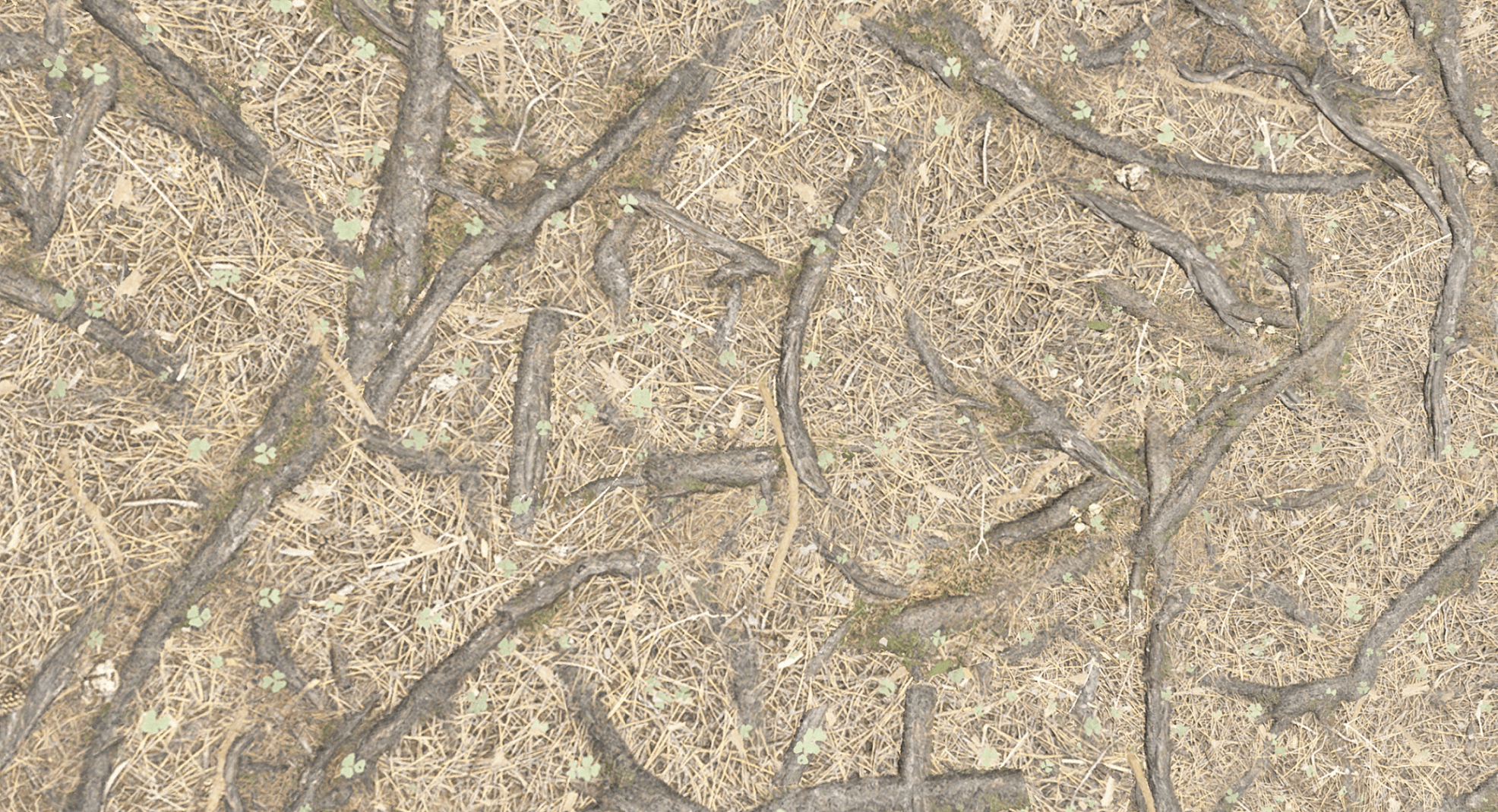 First Image